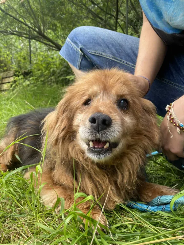 Znaleziono psa, Żywiec, 28 lipca 2025 (5/5)