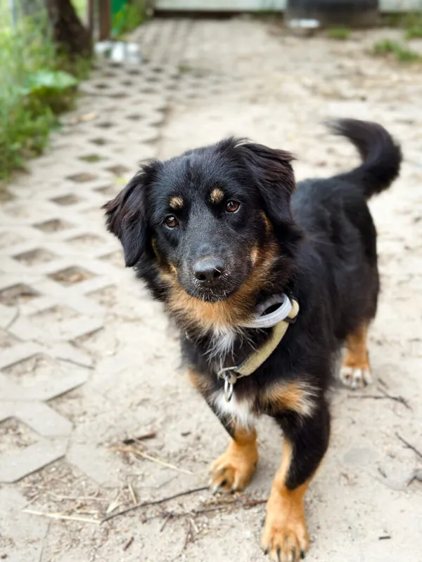 Pies do adopcji, Korabiewice, 28 lipca 2025 (1/5)