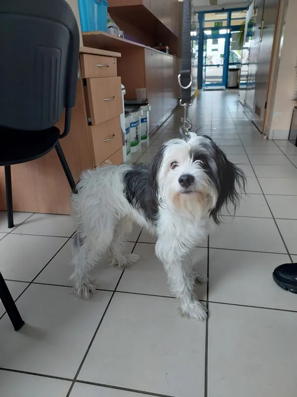 Znaleziono psa, Gdańsk, 27 lipca 2025