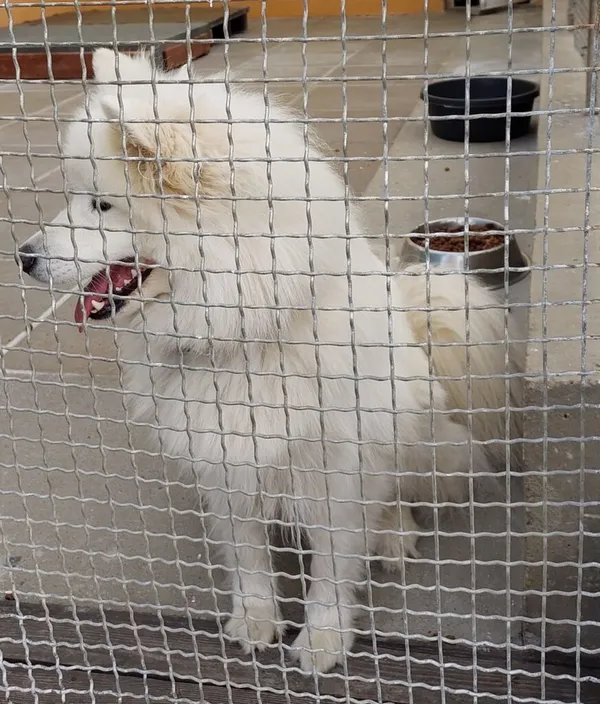 Znaleziono psa, Gdańsk, 27 lipca 2025