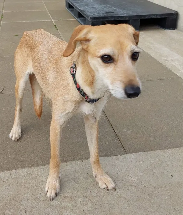 Znaleziono psa, Gdańsk, 27 lipca 2025