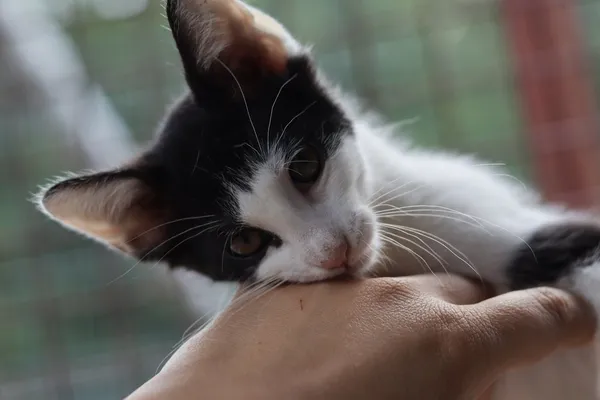 Kot do adopcji, Dłużyna Górna, 28 lipca 2025 (1/5)