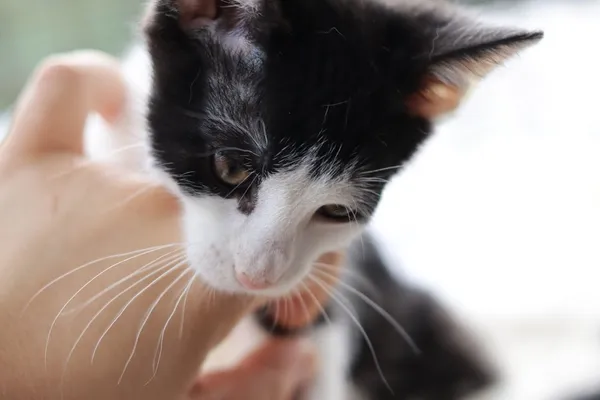 Kot do adopcji, Dłużyna Górna, 28 lipca 2025 (2/5)