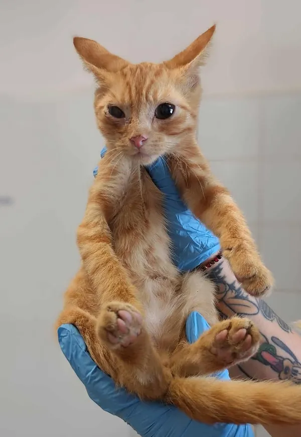 Znaleziono kota, Lublin, 25 lipca 2025