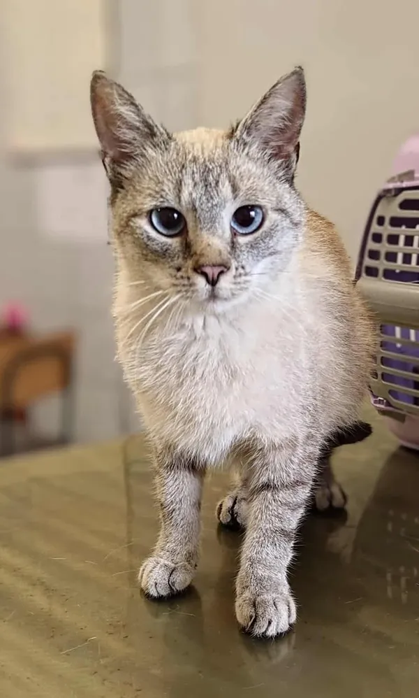 Znaleziono kota, Lublin, 28 lipca 2025