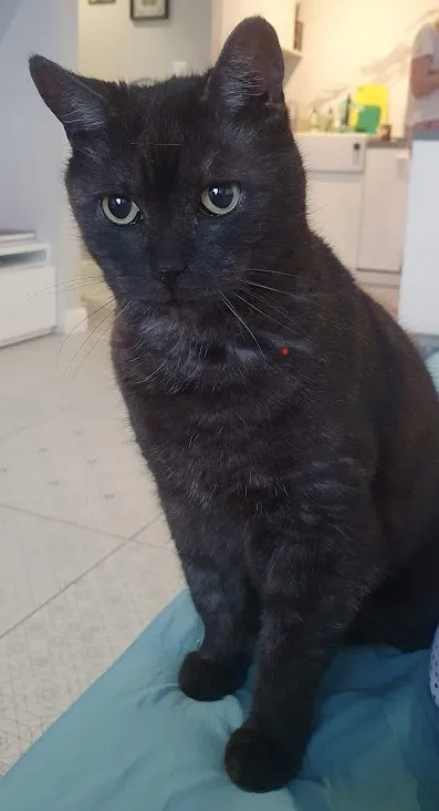 Zaginął kot, Łódź, 28 lipca 2025