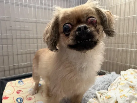 Pies do adopcji, Kraków, 14 lipca 2025