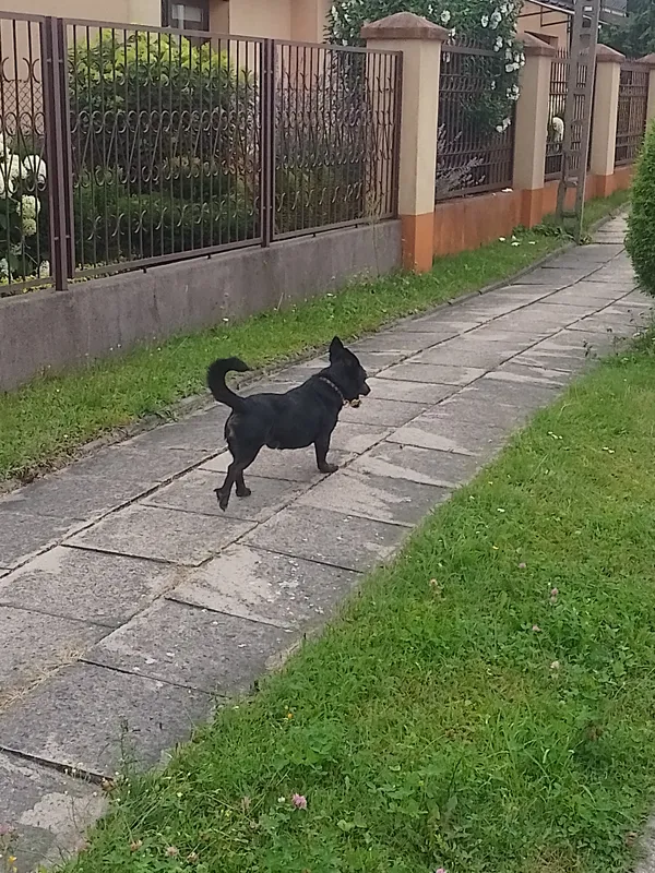 Zaginął pies, Łódź, Rokicie, 29 lipca 2025 (1/4)