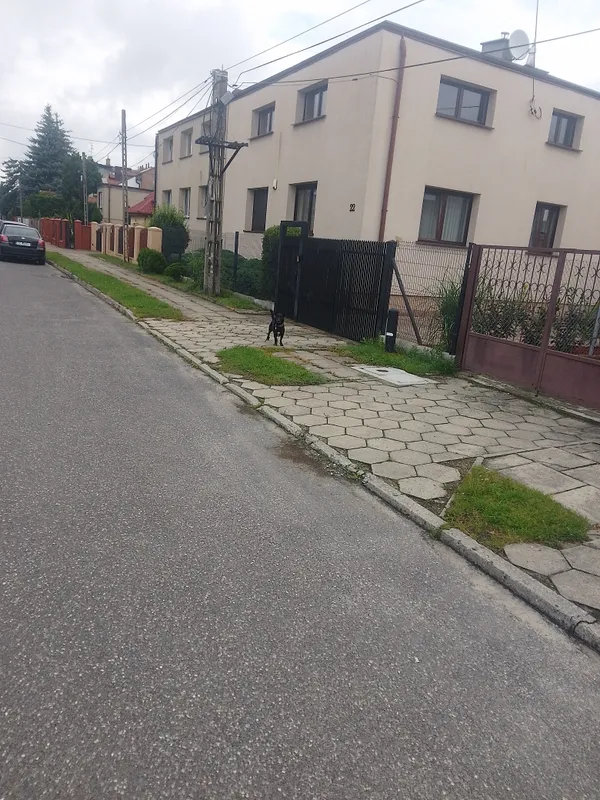 Zaginął pies, Łódź, Rokicie, 29 lipca 2025 (2/4)