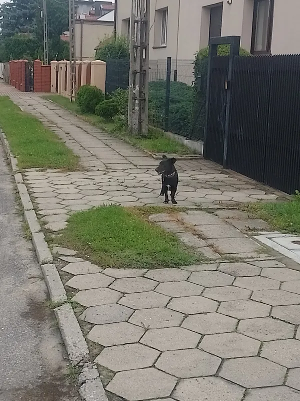 Zaginął pies, Łódź, Rokicie, 29 lipca 2025 (3/4)