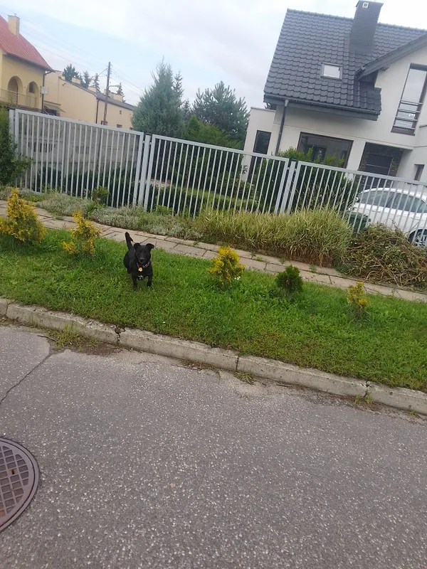 Zaginął pies, Łódź, Rokicie, 29 lipca 2025 (4/4)