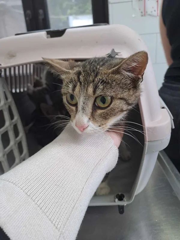 Kot do adopcji, Olsztyn, 27 czerwca 2025 (2/5)