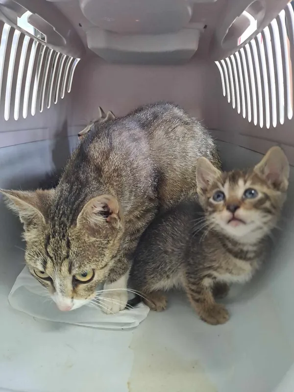 Kot do adopcji, Olsztyn, 27 czerwca 2025 (4/5)