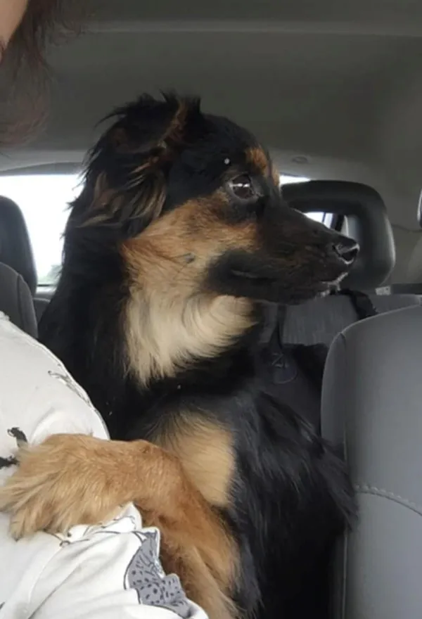 Znaleziono psa, Wrocław, Brochów, 29 lipca 2025 (2/2)