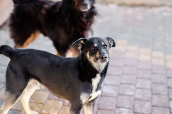 Oddam psa, Elbląg, Stare Miasto, 29 lipca 2025 (2/2)