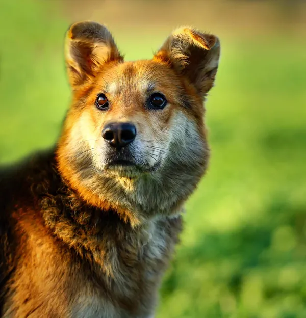 Oddam psa, Elbląg, Kopernika, 29 lipca 2025 (1/2)