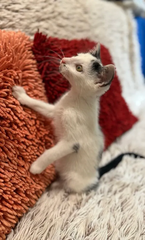 Kot do adopcji, Jelenia Góra, 17 lipca 2025 (3/4)