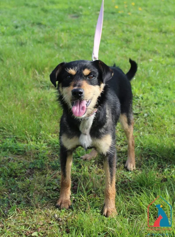 Pies do adopcji, Grudziądz, 25 lipca 2025