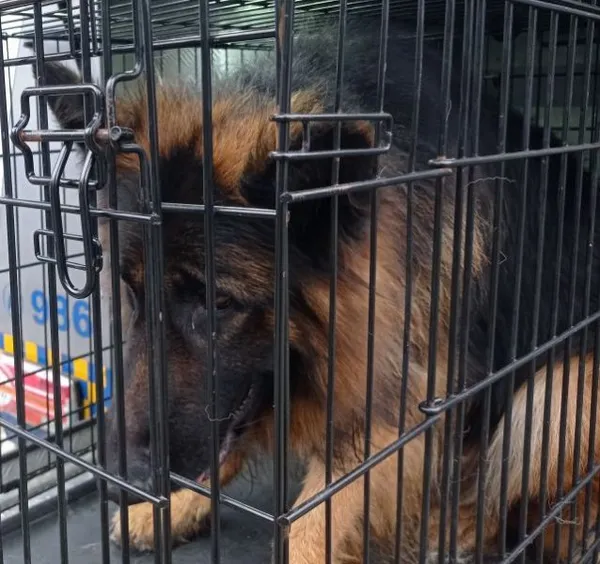 Znaleziono psa, Radom, 29 lipca 2025