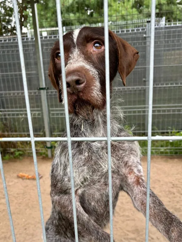 Pies do adopcji, Przyborówko, 28 lipca 2025 (2/3)