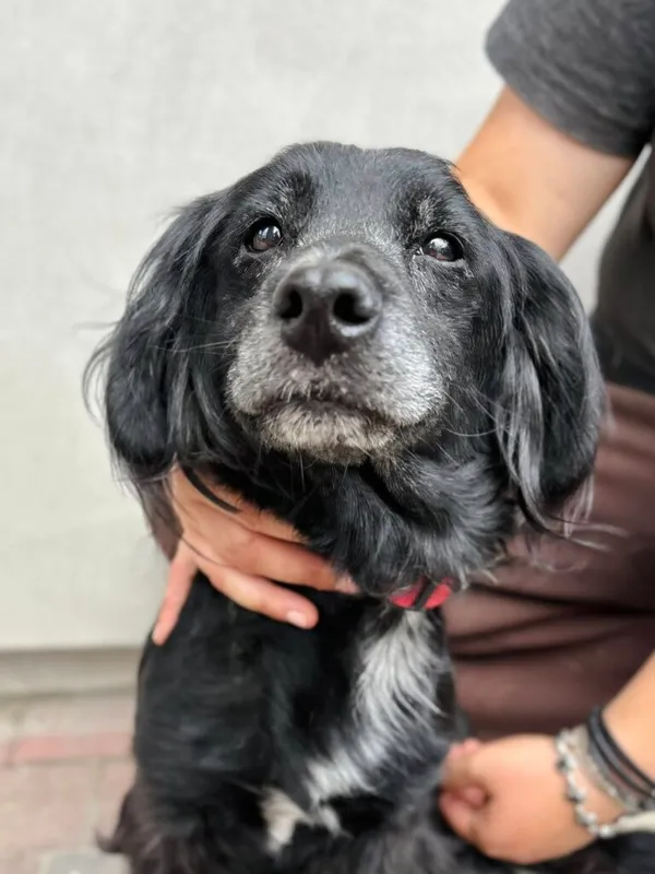 Pies do adopcji, Przyborówko, 28 lipca 2025 (2/3)