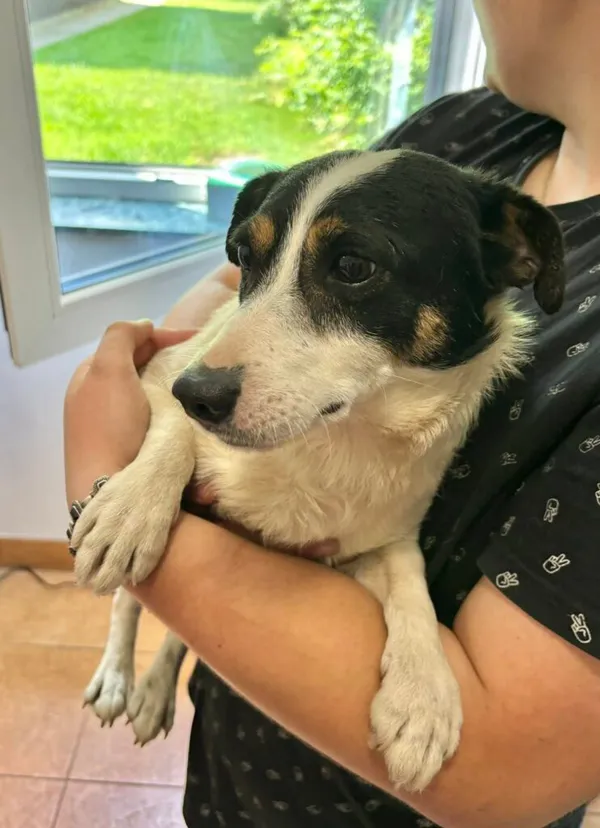 Pies do adopcji, Przyborówko, 28 lipca 2025 (1/3)