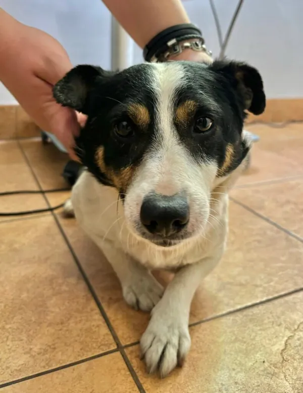 Pies do adopcji, Przyborówko, 28 lipca 2025 (2/3)