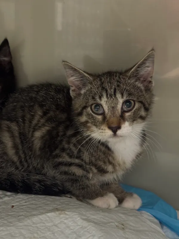 Znaleziono kota, Gdańsk, 28 lipca 2025