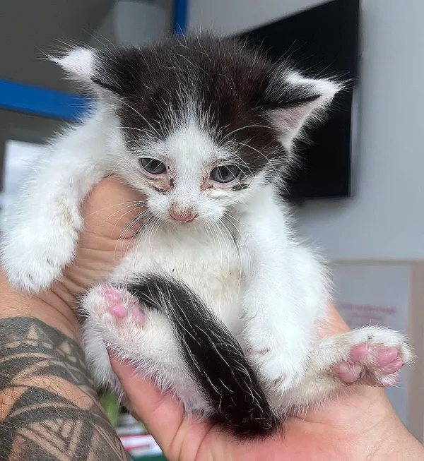 Znaleziono kota, Gdańsk, 28 lipca 2025