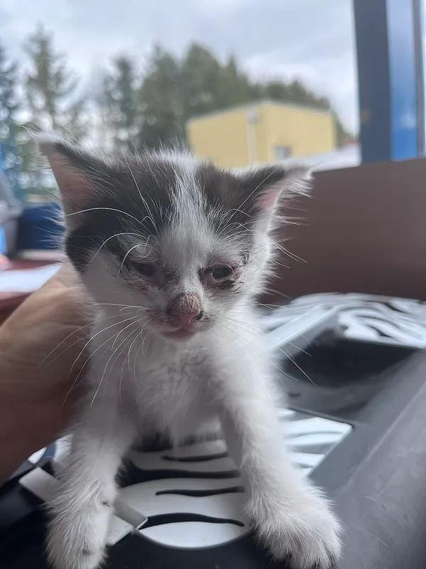 Znaleziono kota, Gdańsk, 28 lipca 2025