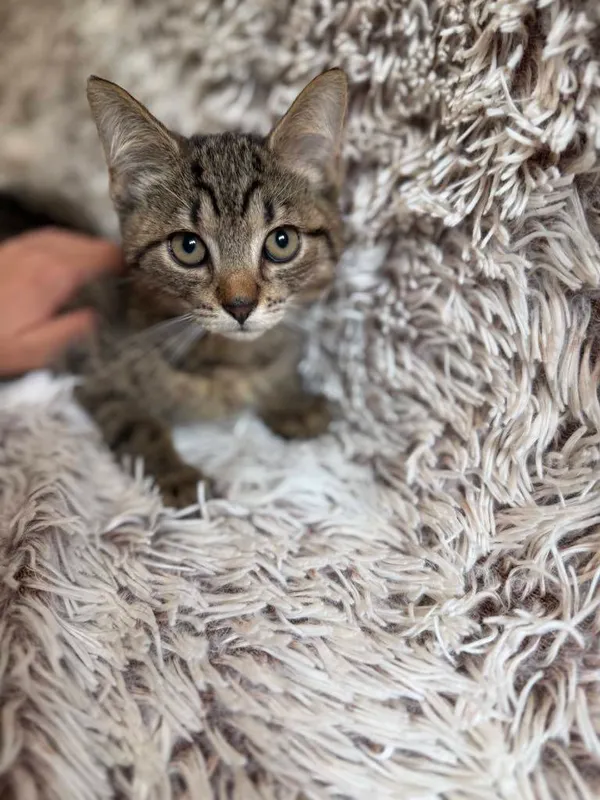 Kot do adopcji, Jelenia Góra, 24 lipca 2025 (1/4)