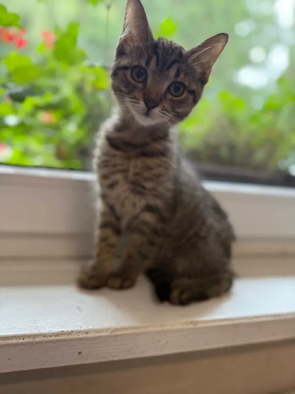 Kot do adopcji, Jelenia Góra, 24 lipca 2025 (2/4)