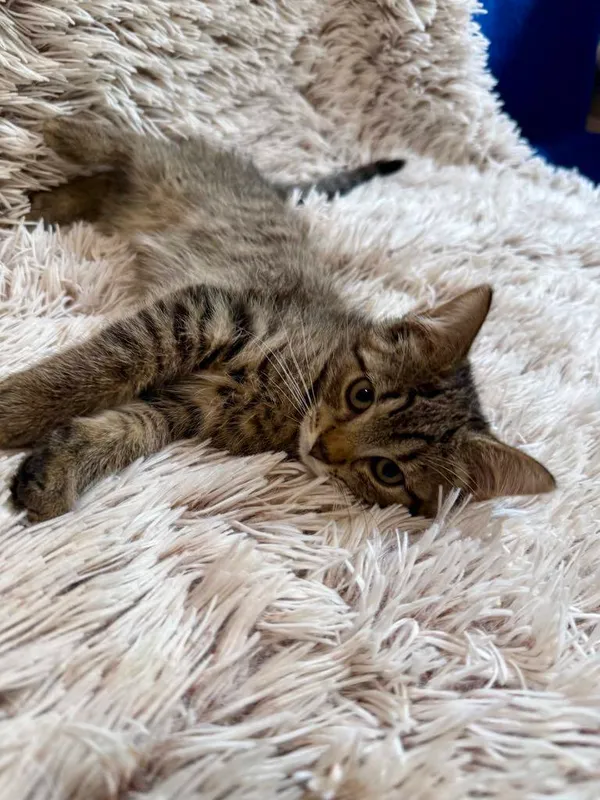 Kot do adopcji, Jelenia Góra, 24 lipca 2025 (4/4)