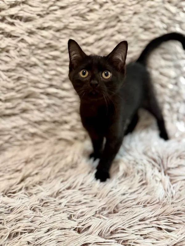 Kot do adopcji, Jelenia Góra, 24 lipca 2025 (4/4)