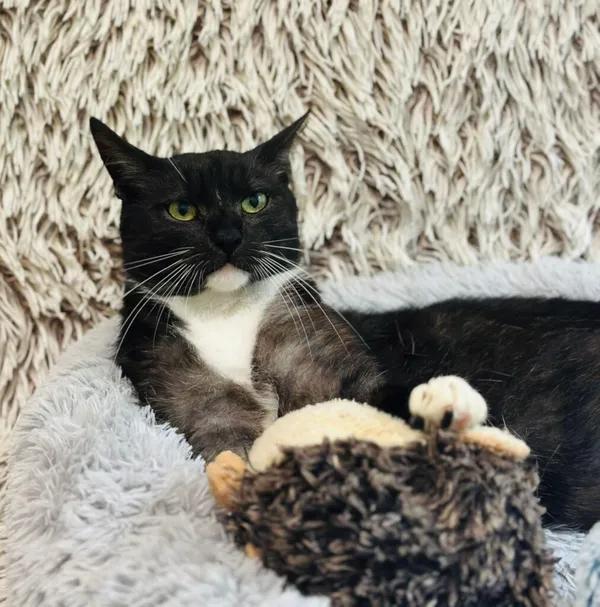 Kot do adopcji, Jelenia Góra, 13 lipca 2025 (1/5)