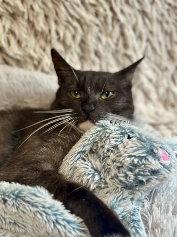 Kot do adopcji, Jelenia Góra, 13 lipca 2025 (3/5)