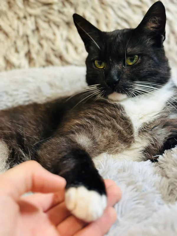 Kot do adopcji, Jelenia Góra, 13 lipca 2025 (4/5)