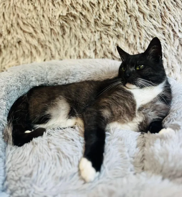 Kot do adopcji, Jelenia Góra, 13 lipca 2025 (5/5)