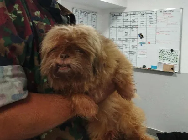 Znaleziono psa, Toruń, 28 lipca 2025