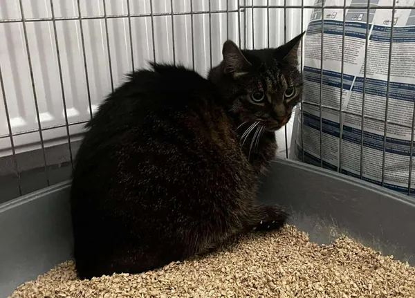 Znaleziono kota, Toruń, 26 lipca 2025