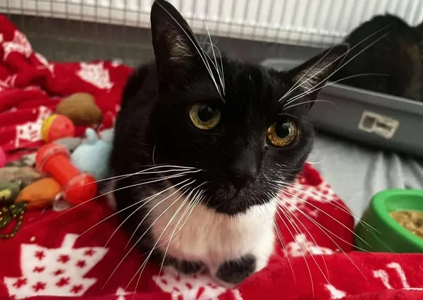 Znaleziono kota, Toruń, 26 lipca 2025