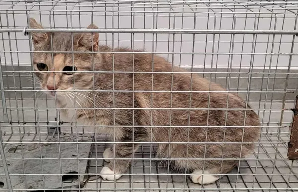 Znaleziono kota, Toruń, 26 lipca 2025