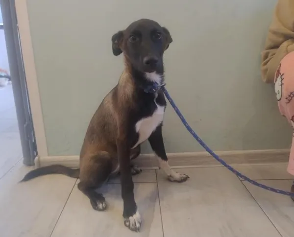 Znaleziono psa, Toruń, 26 lipca 2025