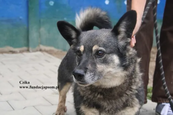 Pies do adopcji, Nowy Dwór Mazowiecki, 29 lipca 2025 (1/5)