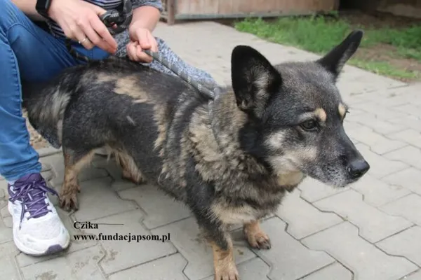 Pies do adopcji, Nowy Dwór Mazowiecki, 29 lipca 2025 (3/5)