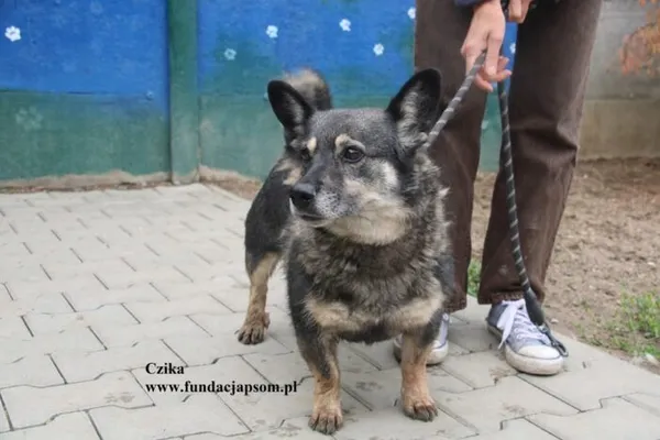 Pies do adopcji, Nowy Dwór Mazowiecki, 29 lipca 2025 (4/5)