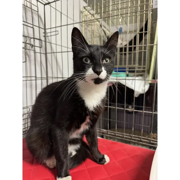 Znaleziono kota, Białystok, 28 lipca 2025