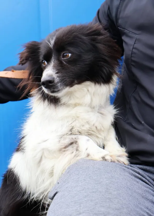 Znaleziono psa, Łódź, 28 lipca 2025 (1/3)