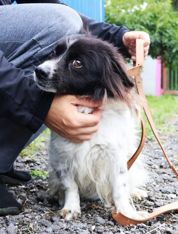 Znaleziono psa, Łódź, 28 lipca 2025 (2/3)