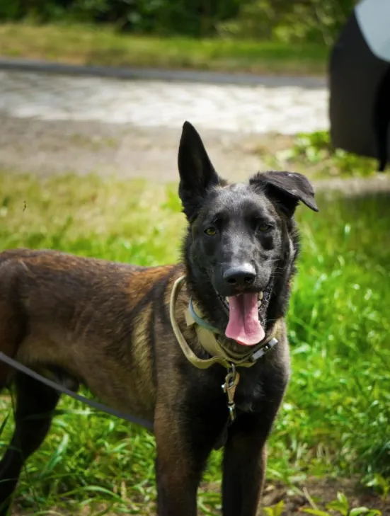 Pies do adopcji, Wrocław, 2 stycznia 2025